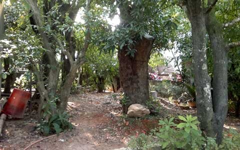 Khu vườn trữ không dưới 20 gốc cây cảnh, trong đó có nhiều cây cổ thụ.